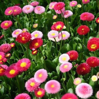 Paudha Exotic Daisy Mix Flower Seed(67 per packet)