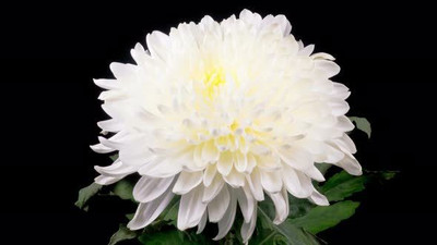 XOLDA Daisy Mix Seed(33 per packet)