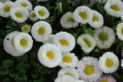 XOLDA Exotic Daisy White Flower Seed(58 per packet)