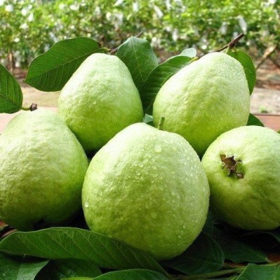 GOROOT Guava, Amrood, Amrud, Psidium, Guajava Seed(100 per packet)