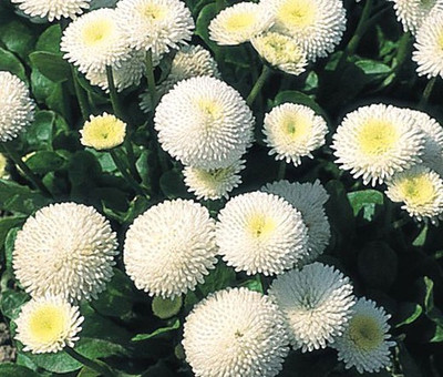 Paudha Exotic Daisy White Flower Seed(71 per packet)