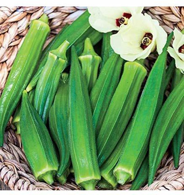 CYBEXIS TLX-24 - OKRA SUJATA BHINDI - (450 Seeds) Seed(450 per packet)