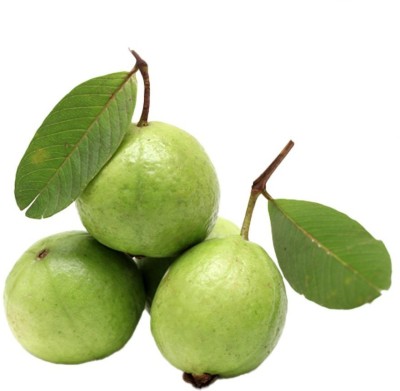 GOROOT Guava, Amrood, Amrud, Psidium, Guajava Seed(100 per packet)