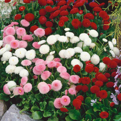 Paudha Daisy Mix Flower Seed(35 per packet)