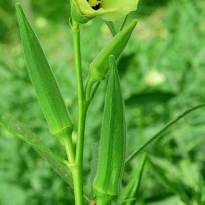 MKR Enterprises Red Okra Seed(250 per packet)