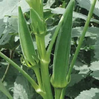 MKR Enterprises Red Okra Seed(650 per packet)