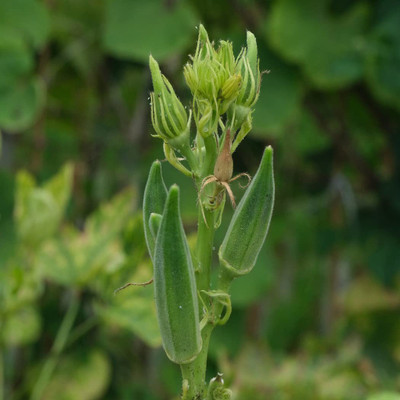 VibeX VXI-36 - Okra/Vendaikkai/Bhindi(Native ) - (1350 Seeds) Seed(1350 per packet)