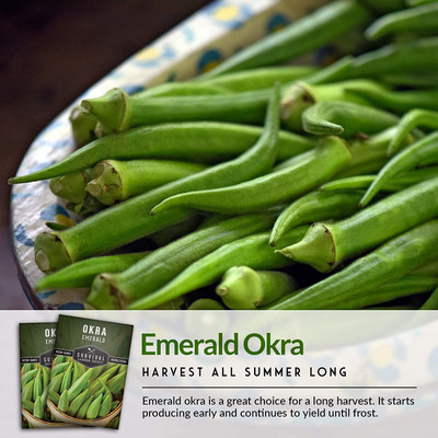 MKR Enterprises Red Okra Seed(560 per packet)
