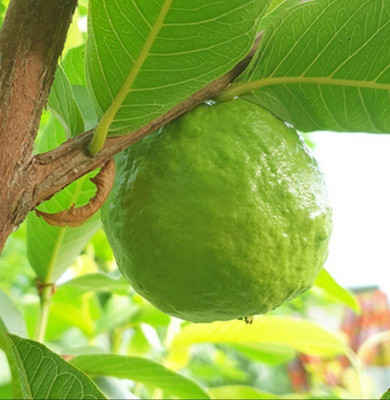 GOROOT Guava, Amrood, Amrud, Psidium, Guajava Seed(40 per packet)