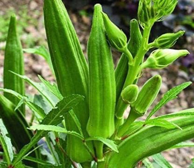 Aywal Okra Seed(2000 per packet)