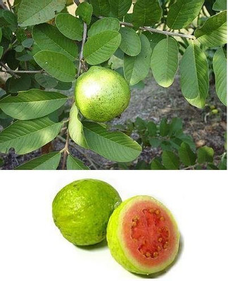 GOROOT Guava, Amrood, Amrud, Psidium, Guajava Seed(40 per packet)