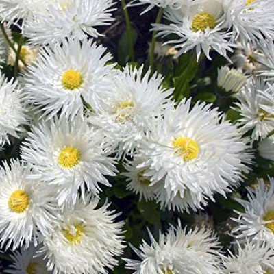 XOLDA Exotic Daisy White Flower Seed(67 per packet)