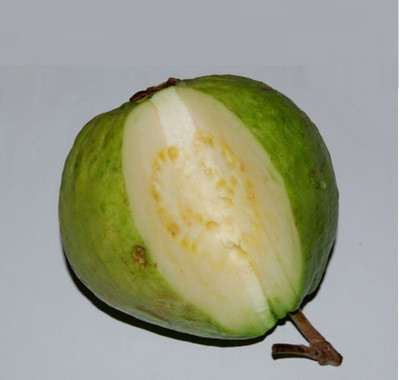 GOROOT Guava, Amrood, Amrud, Psidium, Guajava Seed(20 per packet)