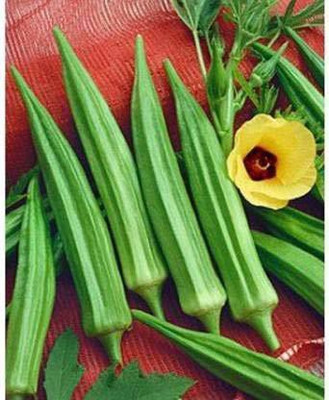 MKR Enterprises Red Okra Seed(50 per packet)