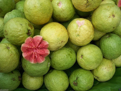 GOROOT Guava, Amrood, Amrud, Psidium, Guajava Seed(50 per packet)