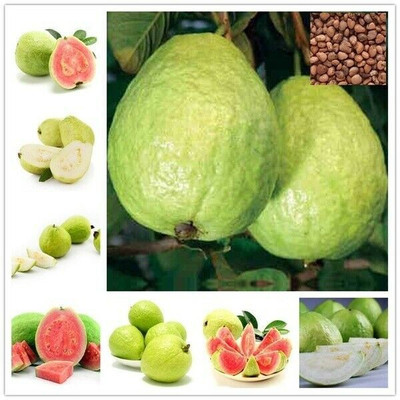 GOROOT Guava, Amrood, Amrud, Psidium, Guajava Seed(100 per packet)