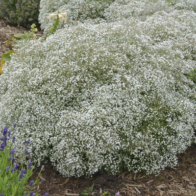 XOLDA Exotic Gypsophila Flower Seed(57 per packet)