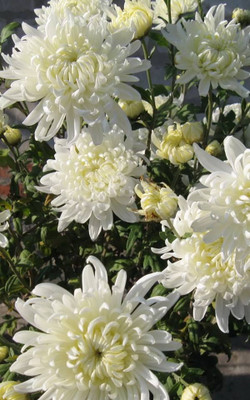 ME Traders Exotic Chrysanthemum White Seed(82 per packet)
