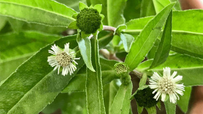 Faabiie Bhringraj, False Daisy, Yerba de tago, Gunta kalagaraku/Gunta galagaraku Seed(50 per packet)