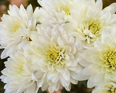 Paudha Exotic Chrysanthemum White Seed(68 per packet)