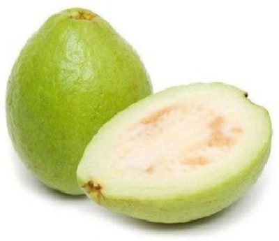 GOROOT Guava, Amrood, Amrud, Psidium, Guajava Seed(20 per packet)