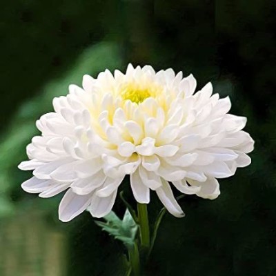 Mozette Chrysanthemum White Flower Seed(37 per packet)