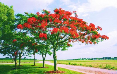 Faabiie Gulmohar, Delonix regia, Royal Poinciana Ornamental Tree Seed(8 per packet)