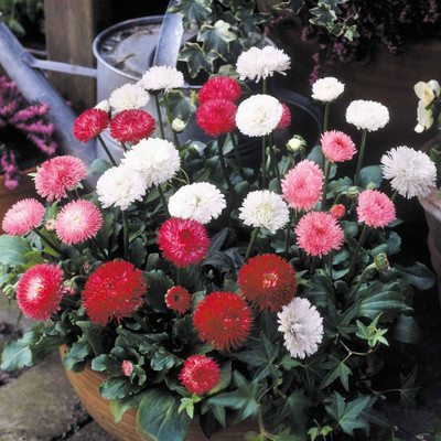 Paudha Daisy Mix Flower Seed(26 per packet)