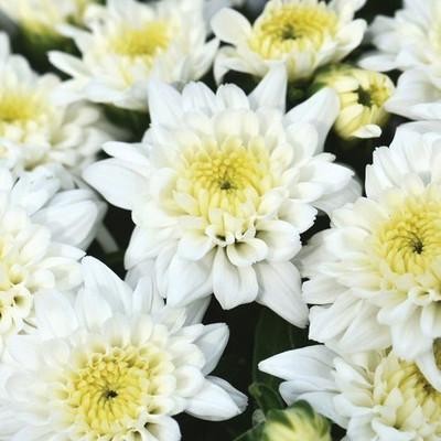 XOLDA Exotic Chrysanthemum White Seed(92 per packet)