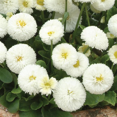 Paudha Exotic Daisy White Flower Seed(71 per packet)