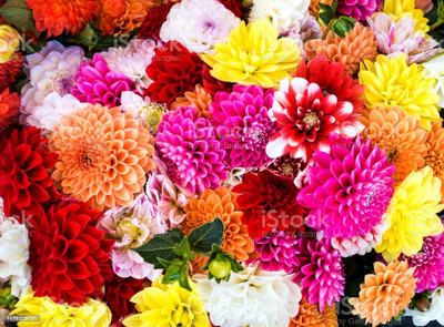 XOLDA Exotic Chrysanthemum Mix Seed(57 per packet)