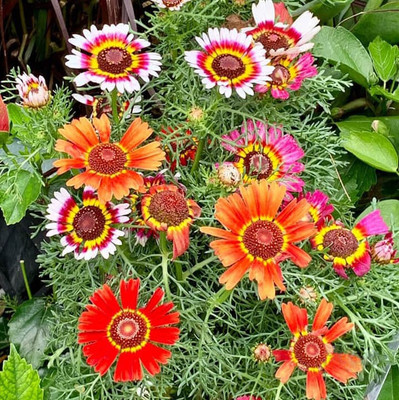 XOLDA Exotic Chrysanthemum Mix Seed(63 per packet)