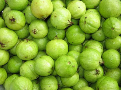 GOROOT Guava, Amrood, Amrud, Psidium, Guajava Seed(50 per packet)