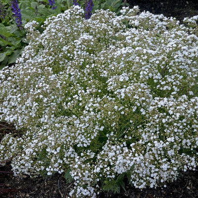 XOLDA Exotic Gypsophila Flower Seed(83 per packet)
