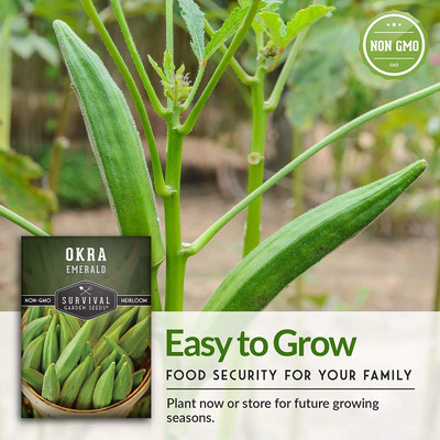 VibeX ® XXL-459 Emerald Okra Seeds Seed(100 per packet)