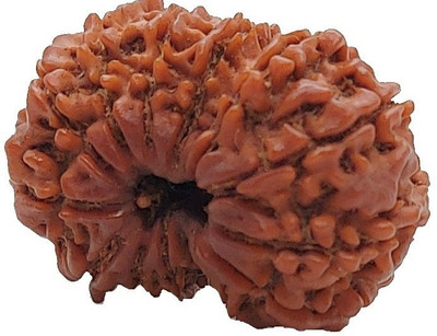 RamG 14 Mukhi/14Mukhi Nepali Rudraksha Extra Large Wood Locket