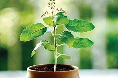Aywal Shyam Tulsi Seed(20 per packet)