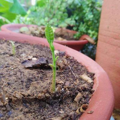 Ukanda Jackfruit Plant(Hybrid, Pack of 1)