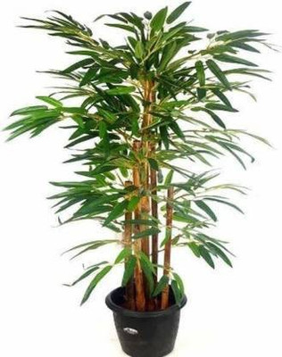 My Dream Nursery Two Layer Bamboo Plant(Hybrid, Pack of 1)