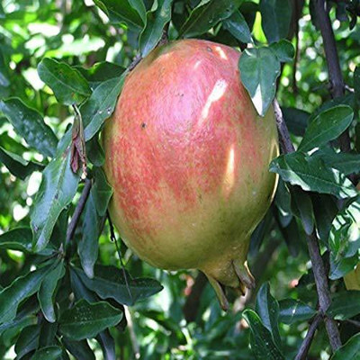 Aywal Punica Granatum Pomegranate Anar Seed(45 per packet)