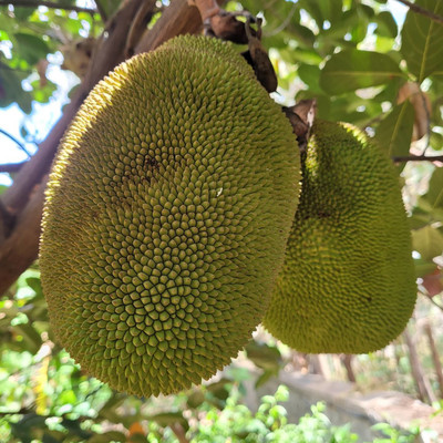 GreenyOn Jackfruit Plant(Hybrid, Pack of 1)