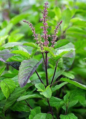 Aywal Tulsi Herb Green Seed(20 per packet)