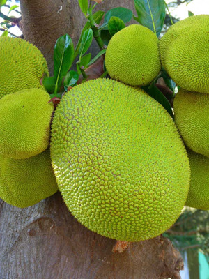 Cloud Farm Jackfruit Plant(Hybrid, Pack of 1)