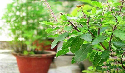 Aywal Rama Tulsi Seed(20 per packet)
