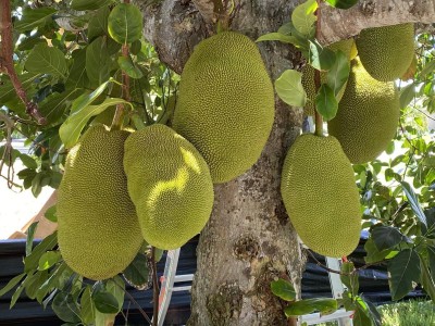 GreenyOn Jackfruit Plant(Hybrid, Pack of 1)