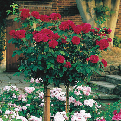 FURYHUB Rose Plant(Hybrid, Pack of 1)