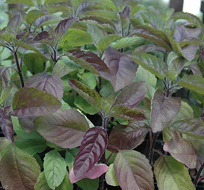Aywal Krishna Tulsi Seed(80 per packet)
