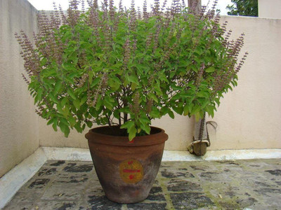 Aywal Black Tulsi Seed(20 per packet)