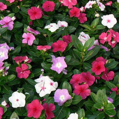 XOLDA Exotic Vinca Mix Seed(92 per packet)