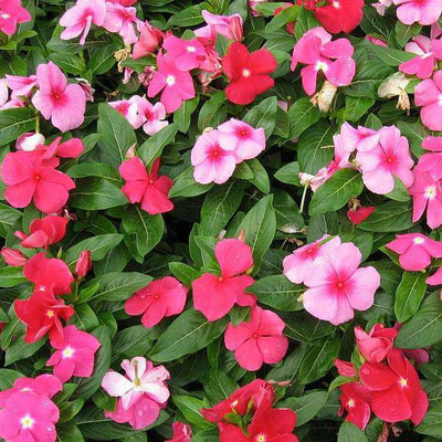 Paudha Exotic Vinca Mix Seed(67 per packet)